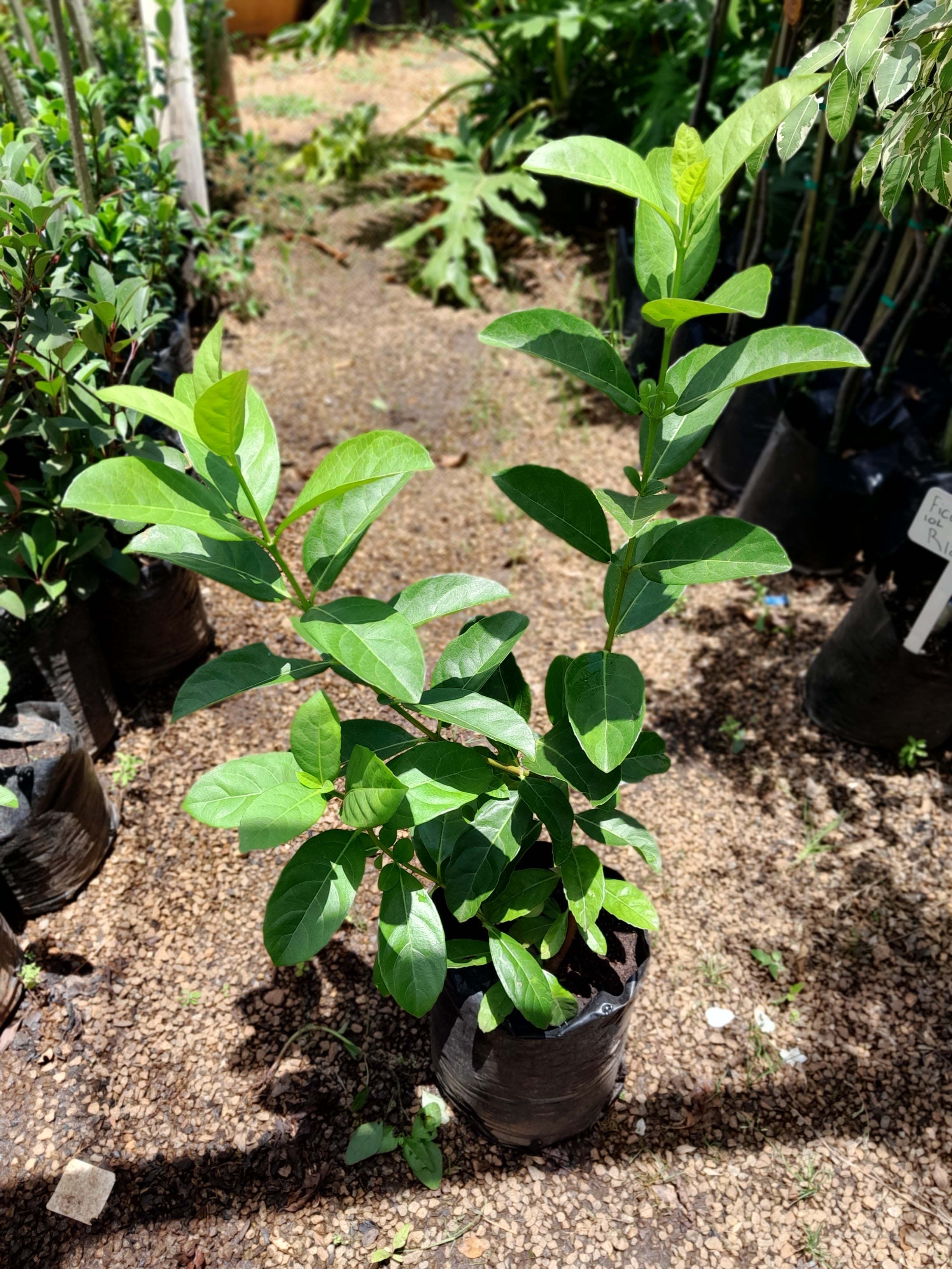 Viburnum Sinensis 10L 