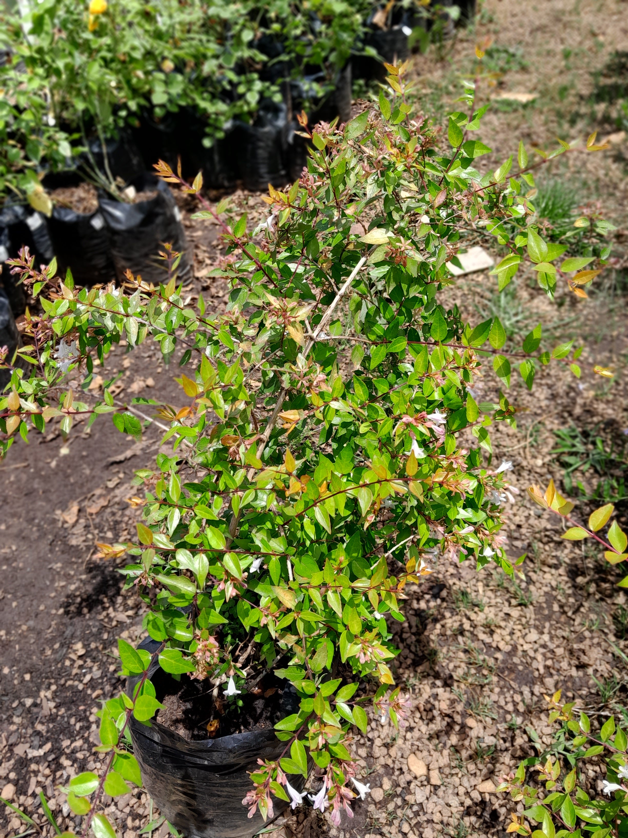 Abelia Francis Mason 10L