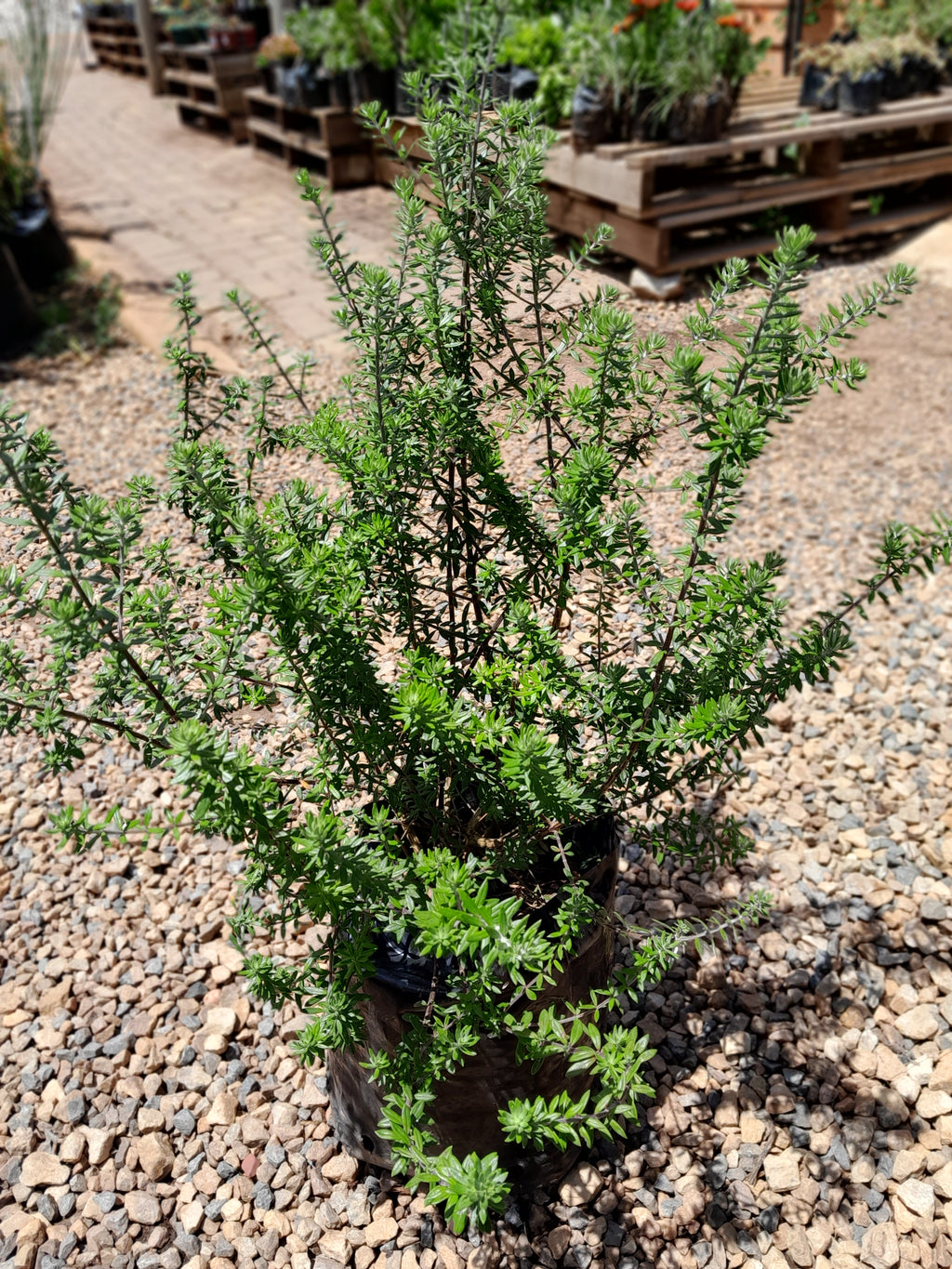 Westringia Brevifolia White 10L