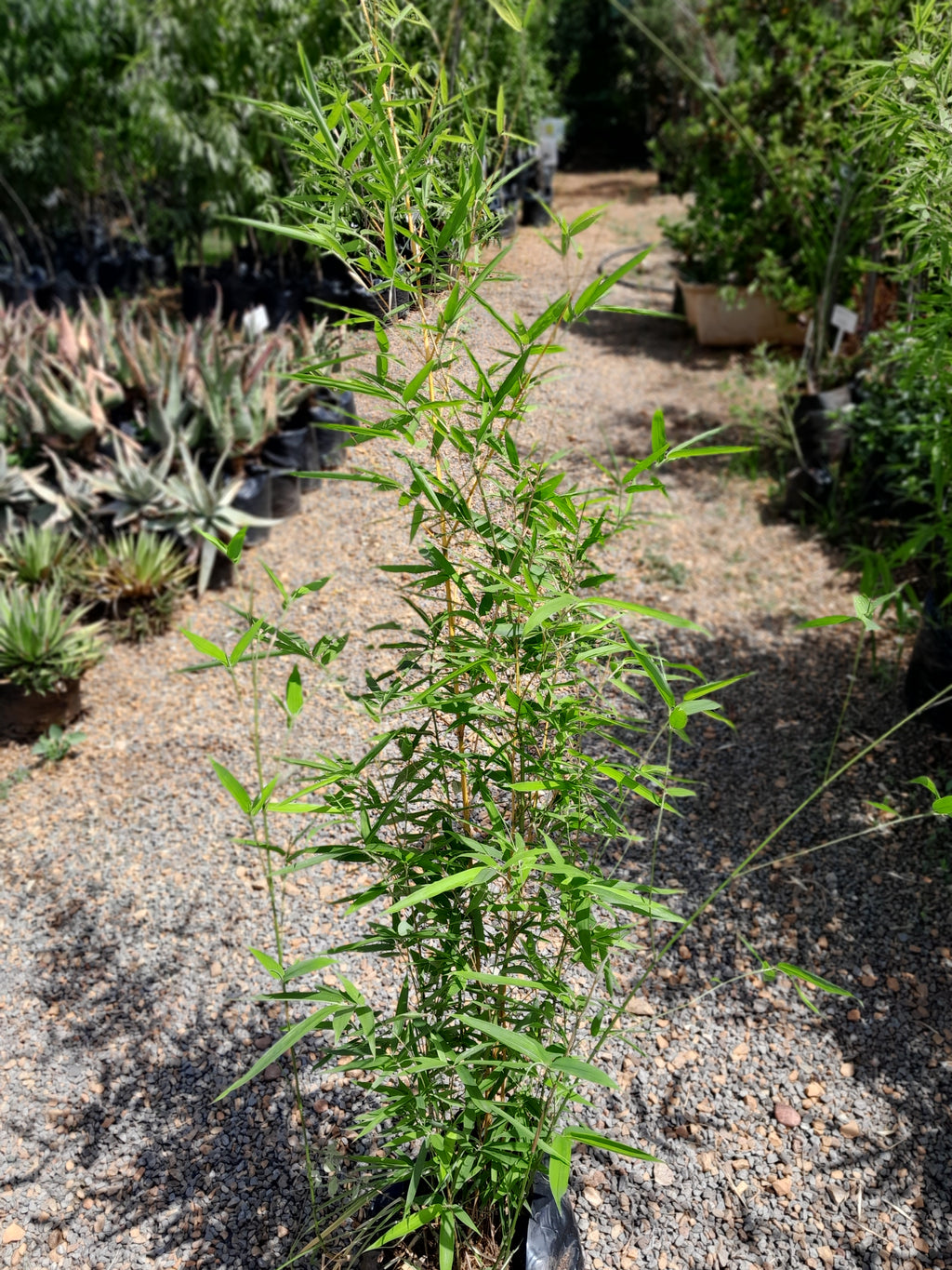 Bambusa Vulgaris 20L