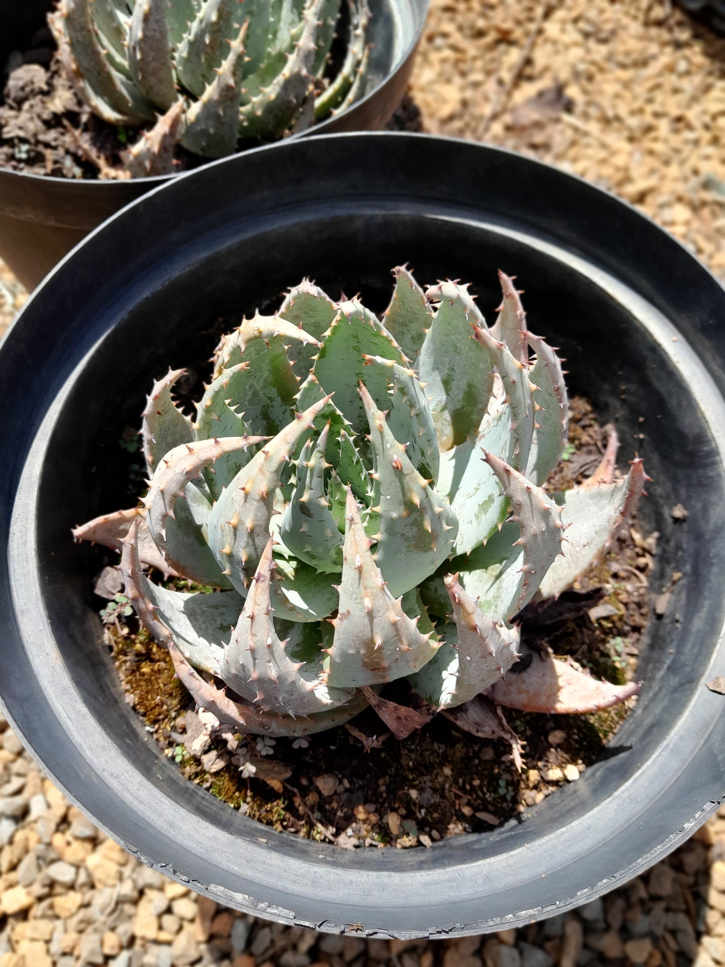 Aloe Peglerae 25cm