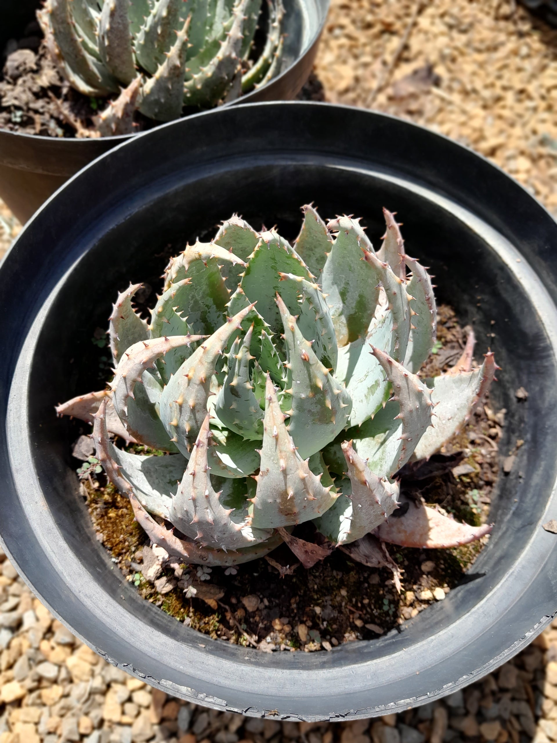 Aloe Peglerae 25cm – Schubert Landscapes