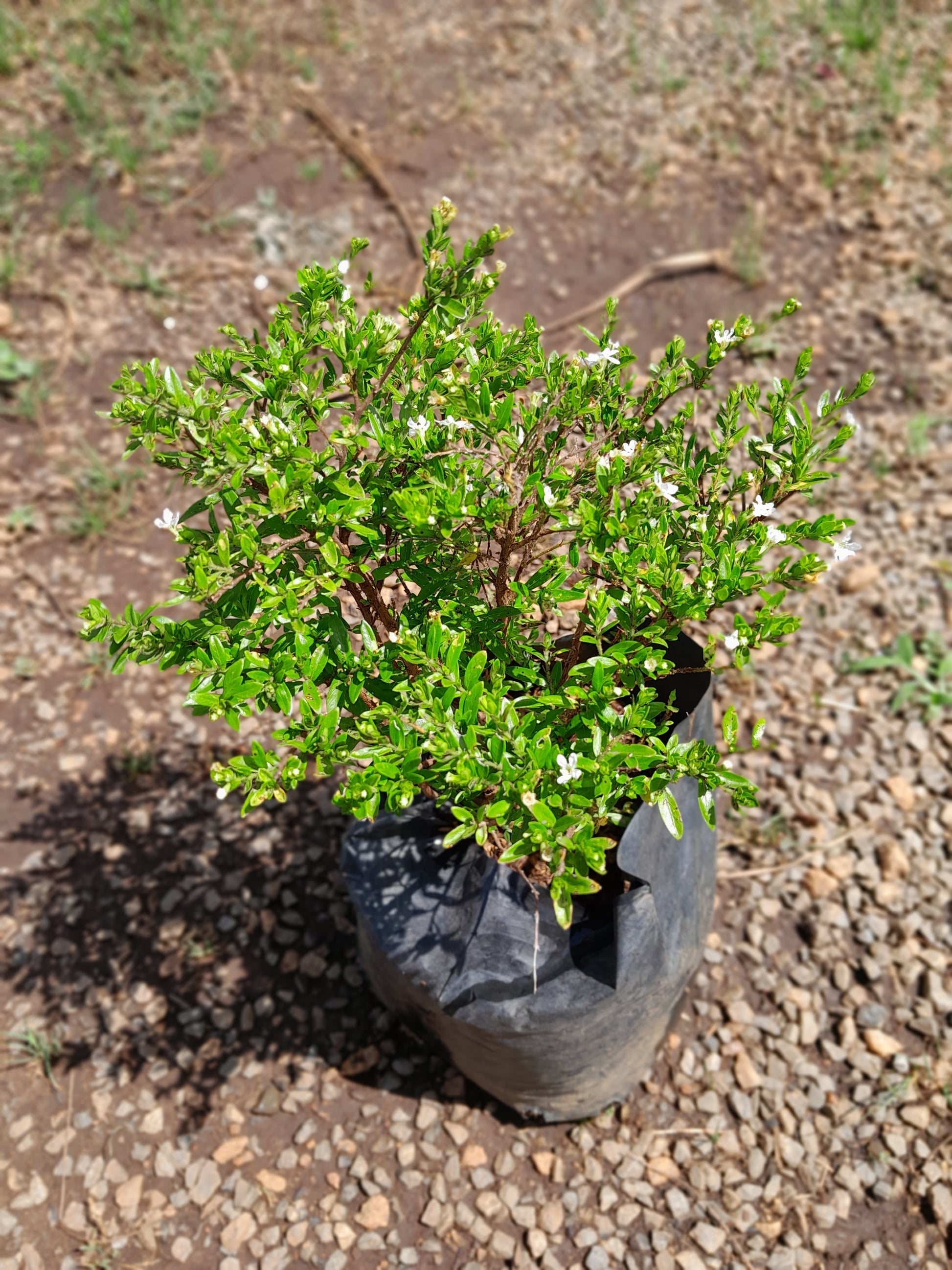 Cuphea White Flowers