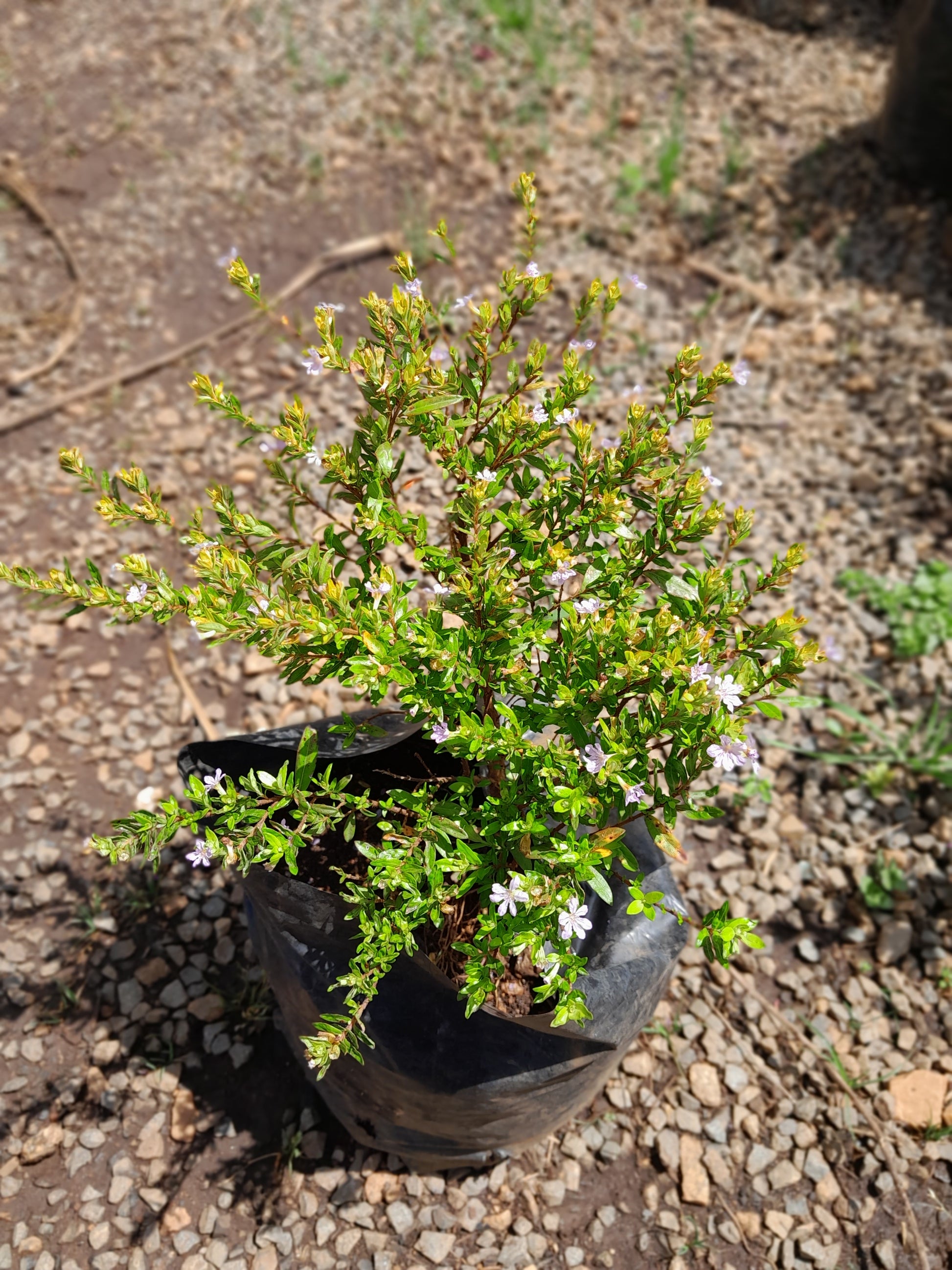 Cuphea Light Purple Flowers