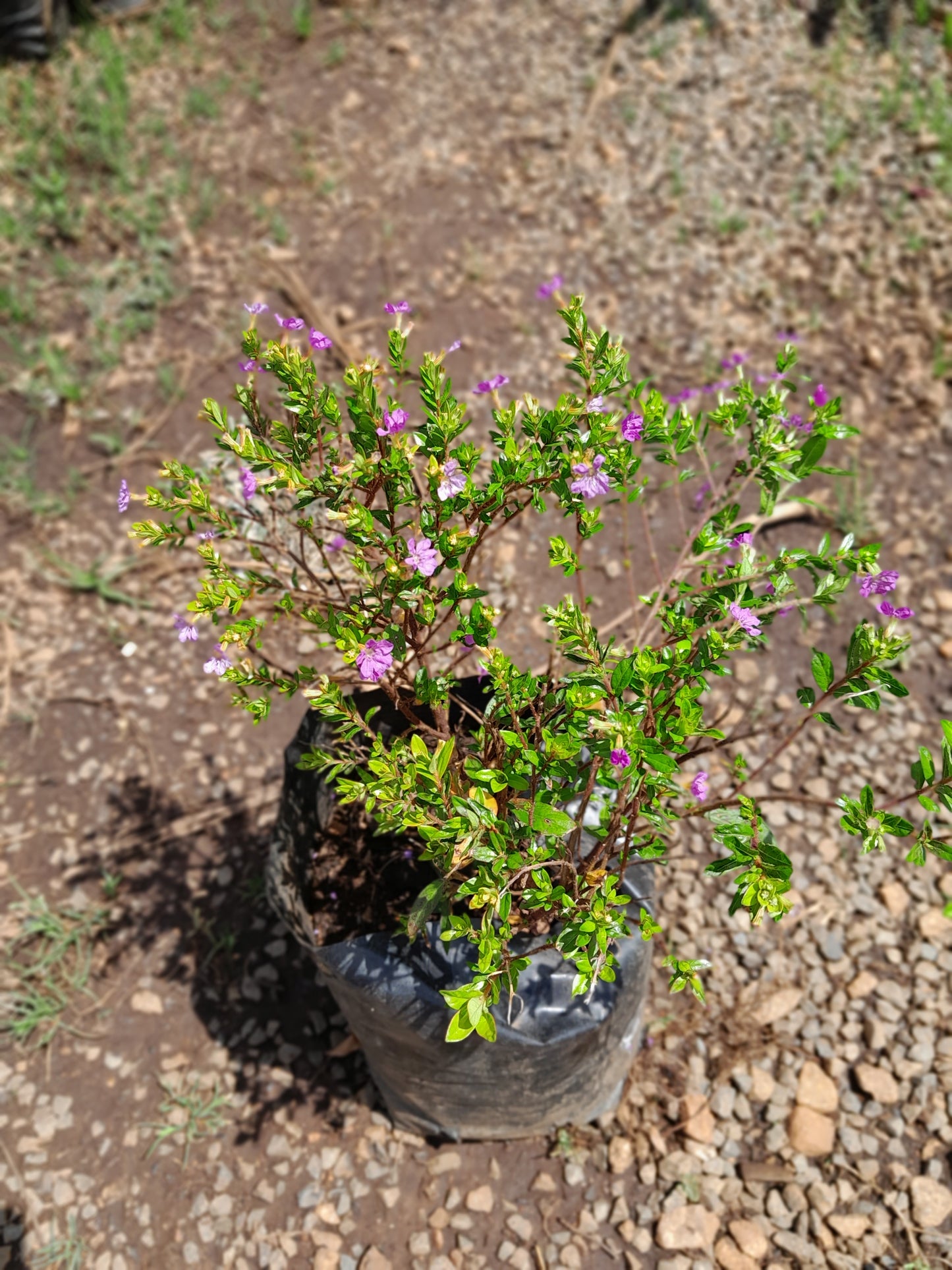 Cuphea Dark Purple Flowers