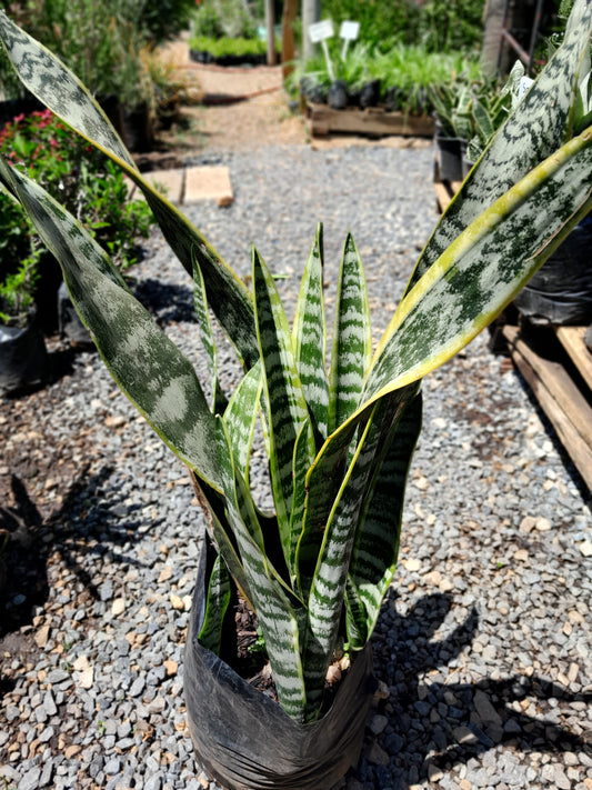 Sansevieria