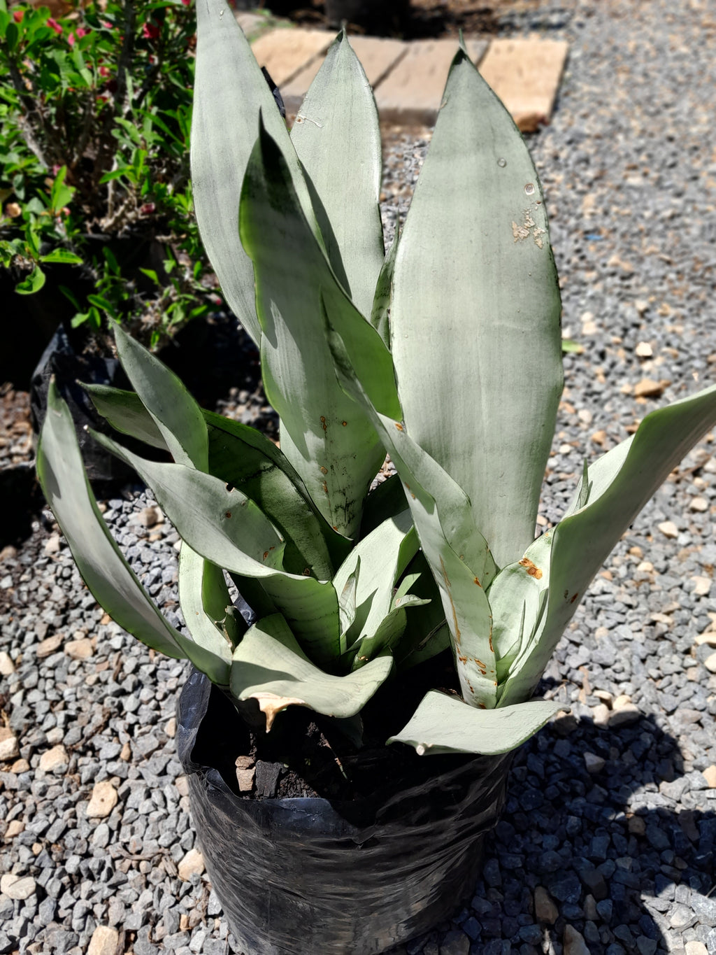 Sansevieria