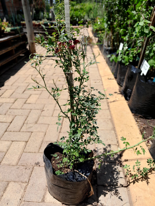 Red Climbing Rose - 10L