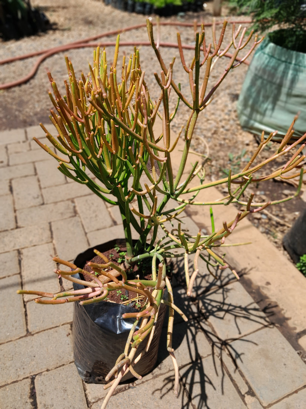 Euphorbia Tirucalli - Fire Sricks 10L