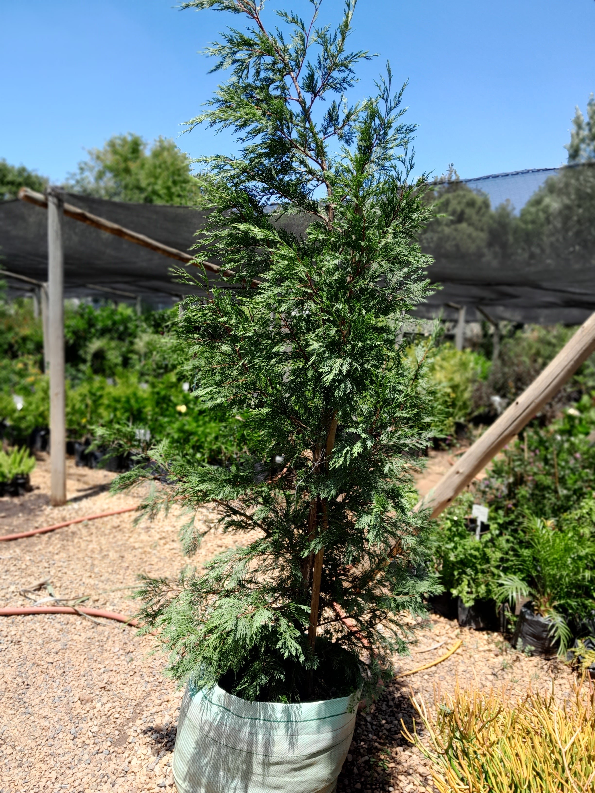 Cupressocyparis Leylandi 100L