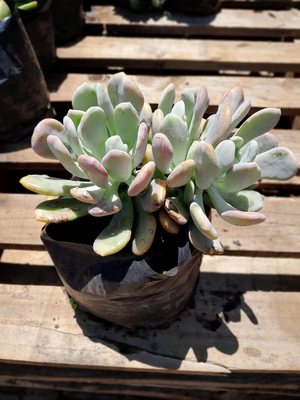 Pachyphytum ‘Blue Haze’ - 4L