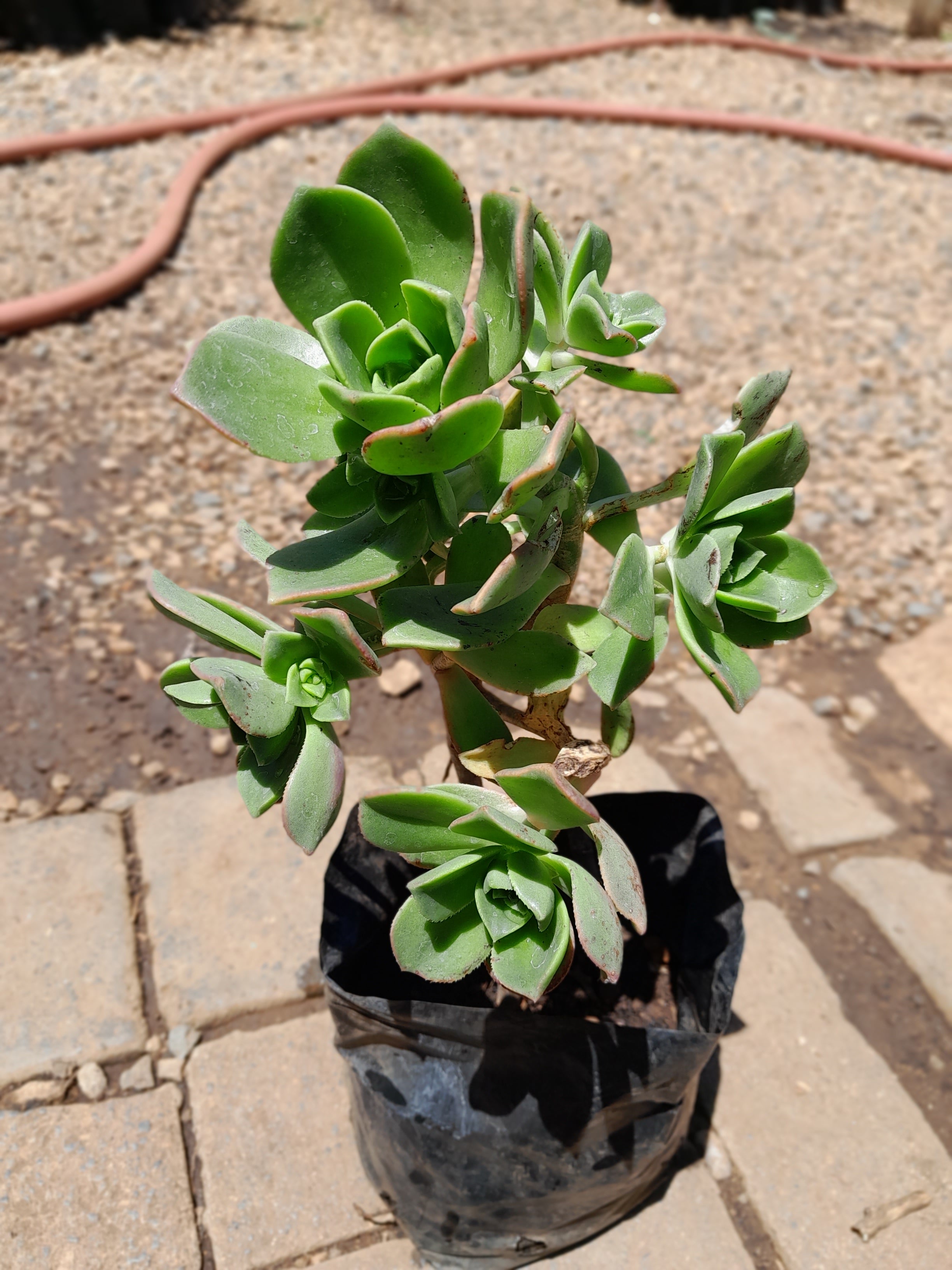 Aeonium Haworthii - Pinwheel 4L