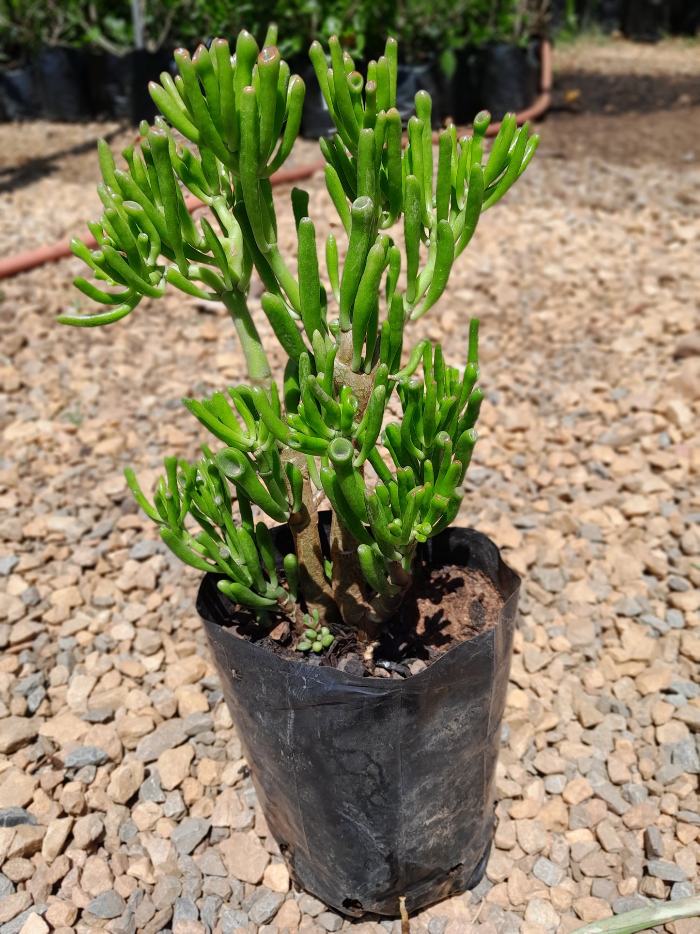 Crassula Ovata 'Gollum' - Shrek Ears 2,5L