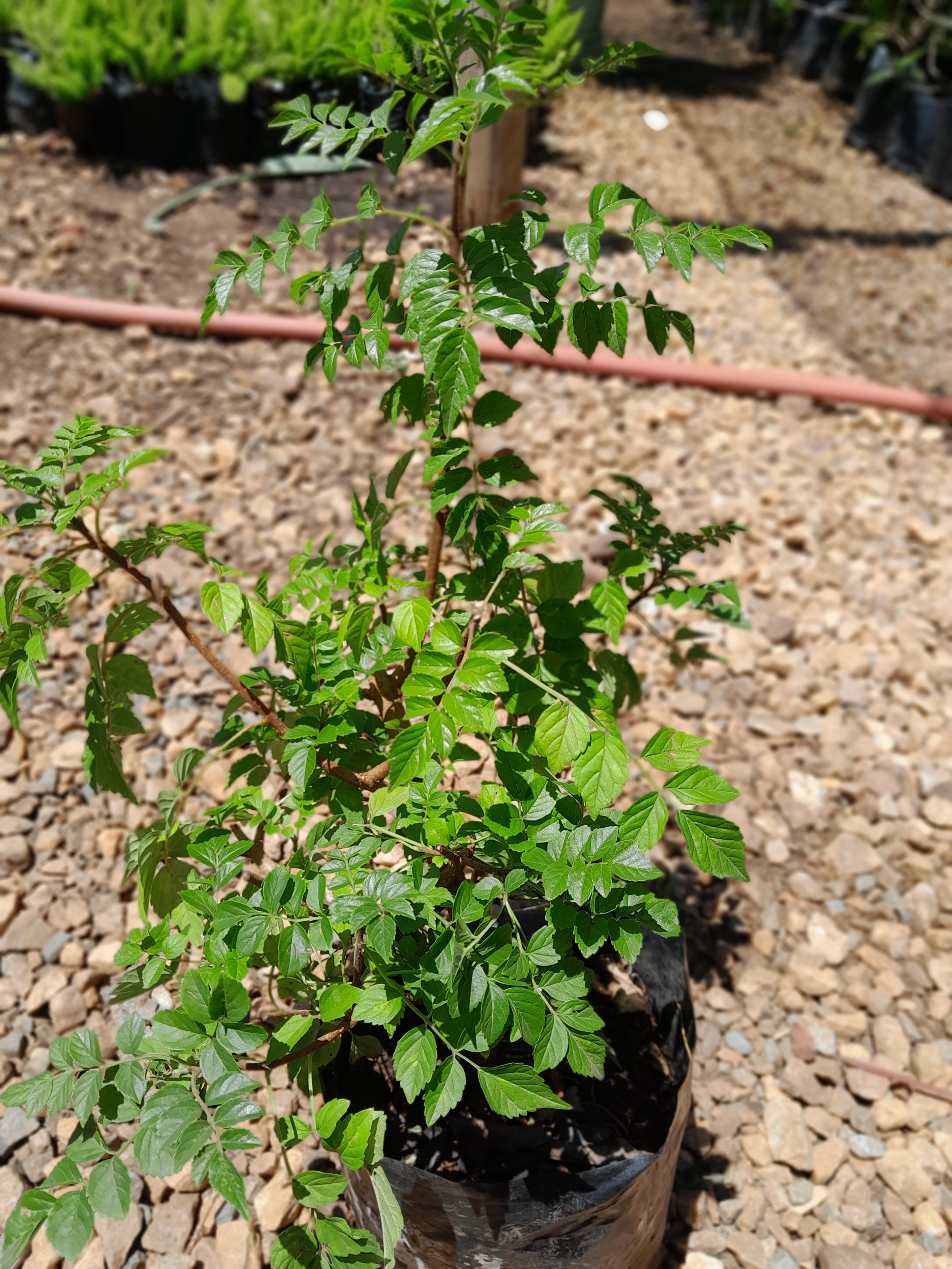 Tecomaria Capensis - Cape Honeysuckle – Schubert Landscapes