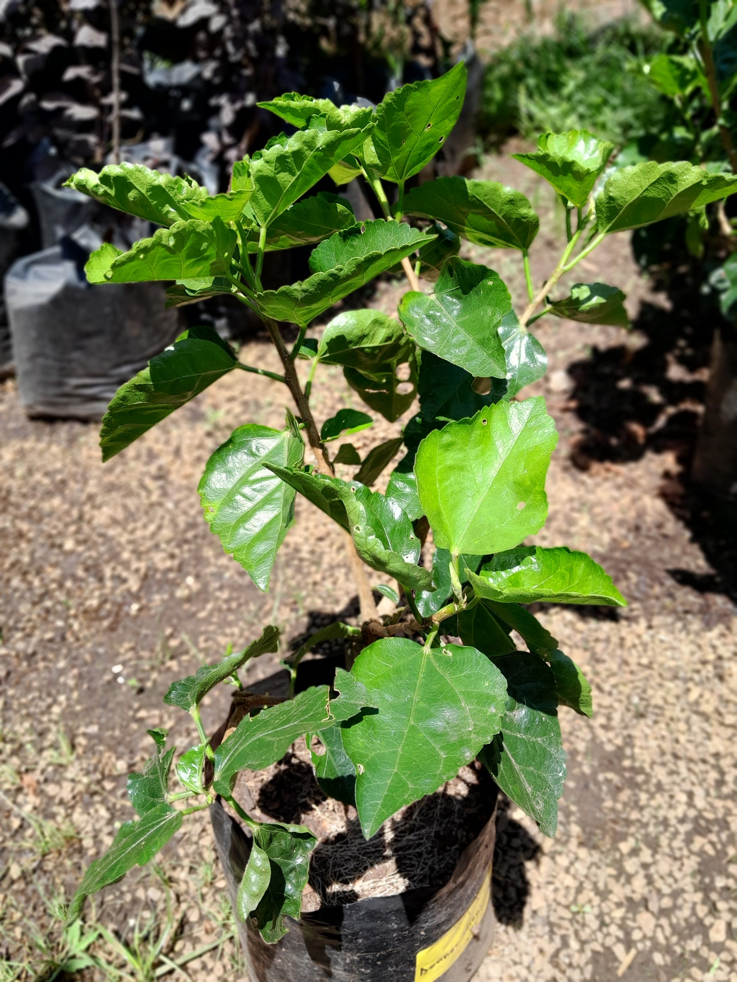 Hibiscus 10L - Various Colours