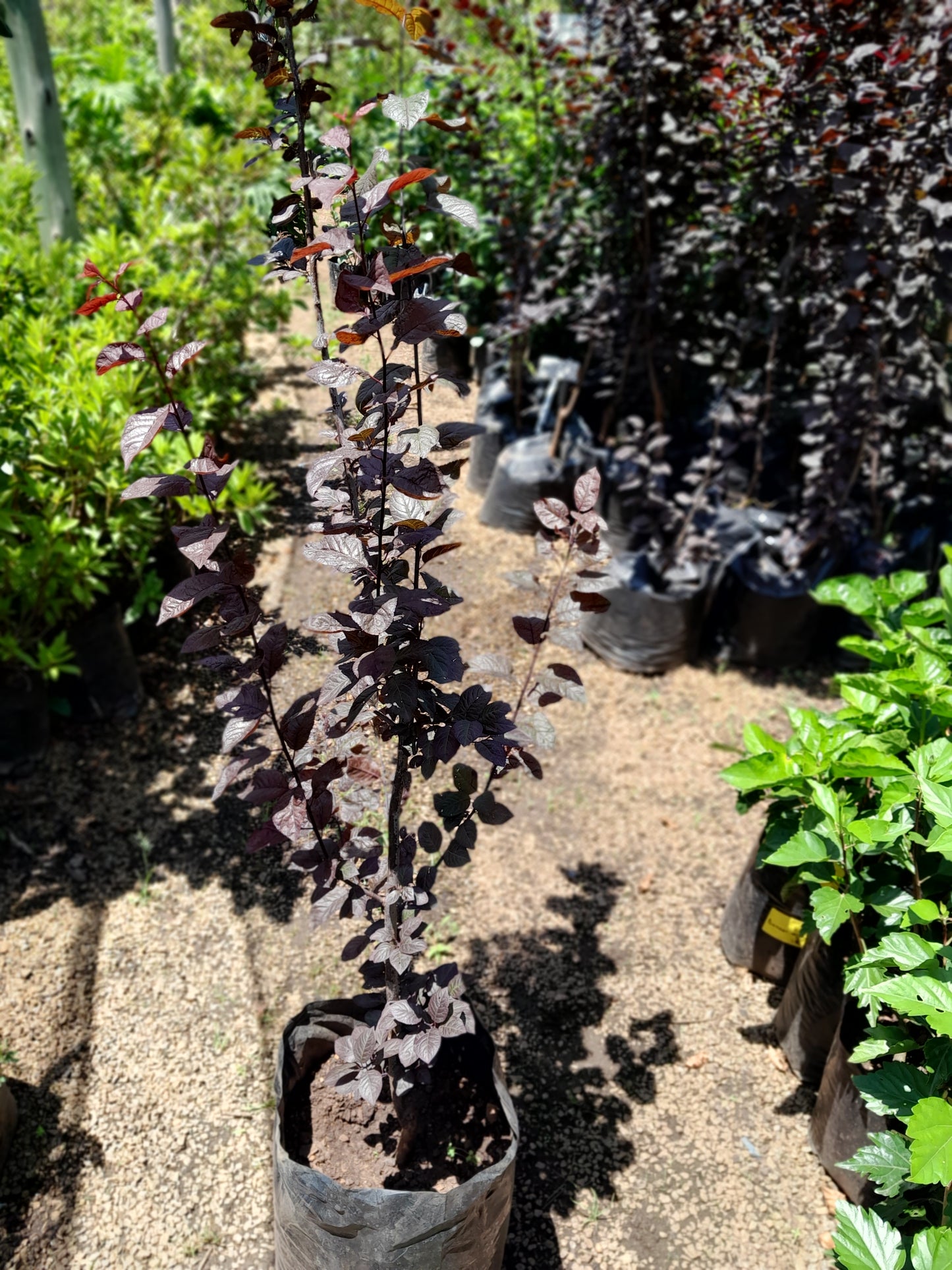 Prunis Cerasifera 'Nigra' - Flowering Plum 20L