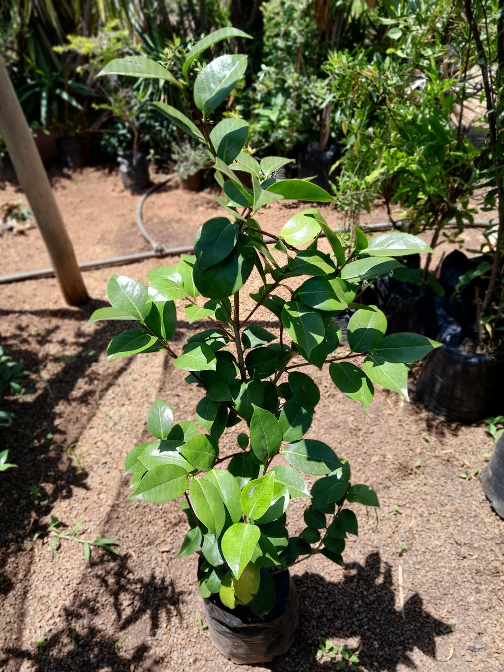 Camellia Japonica - Winter Rose 10L