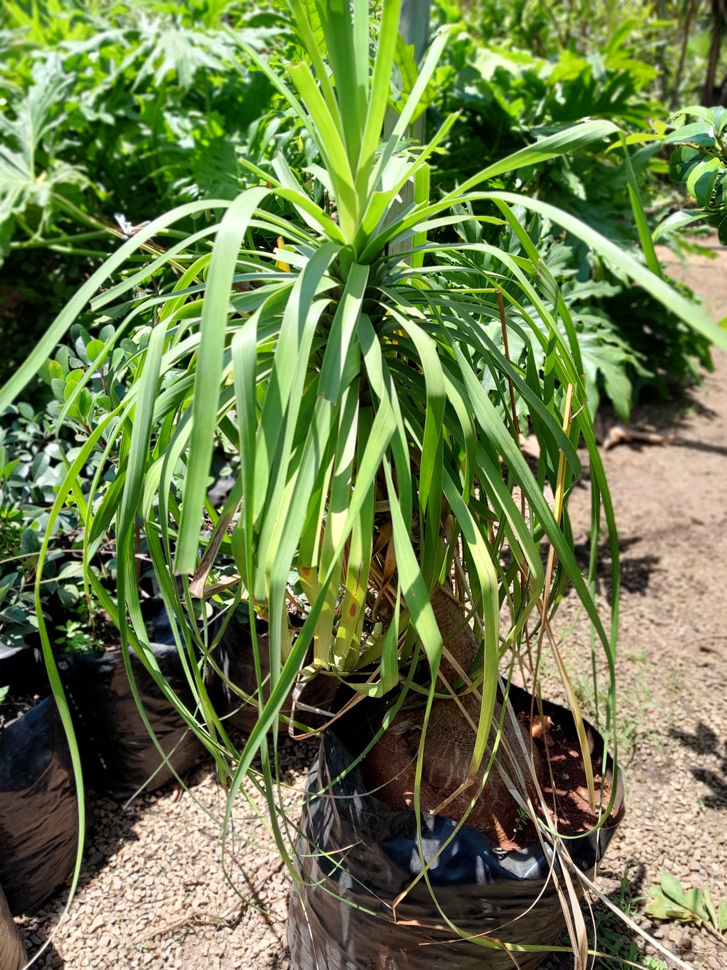 Beaucarnea recurvata - Ponytail Palm 20L