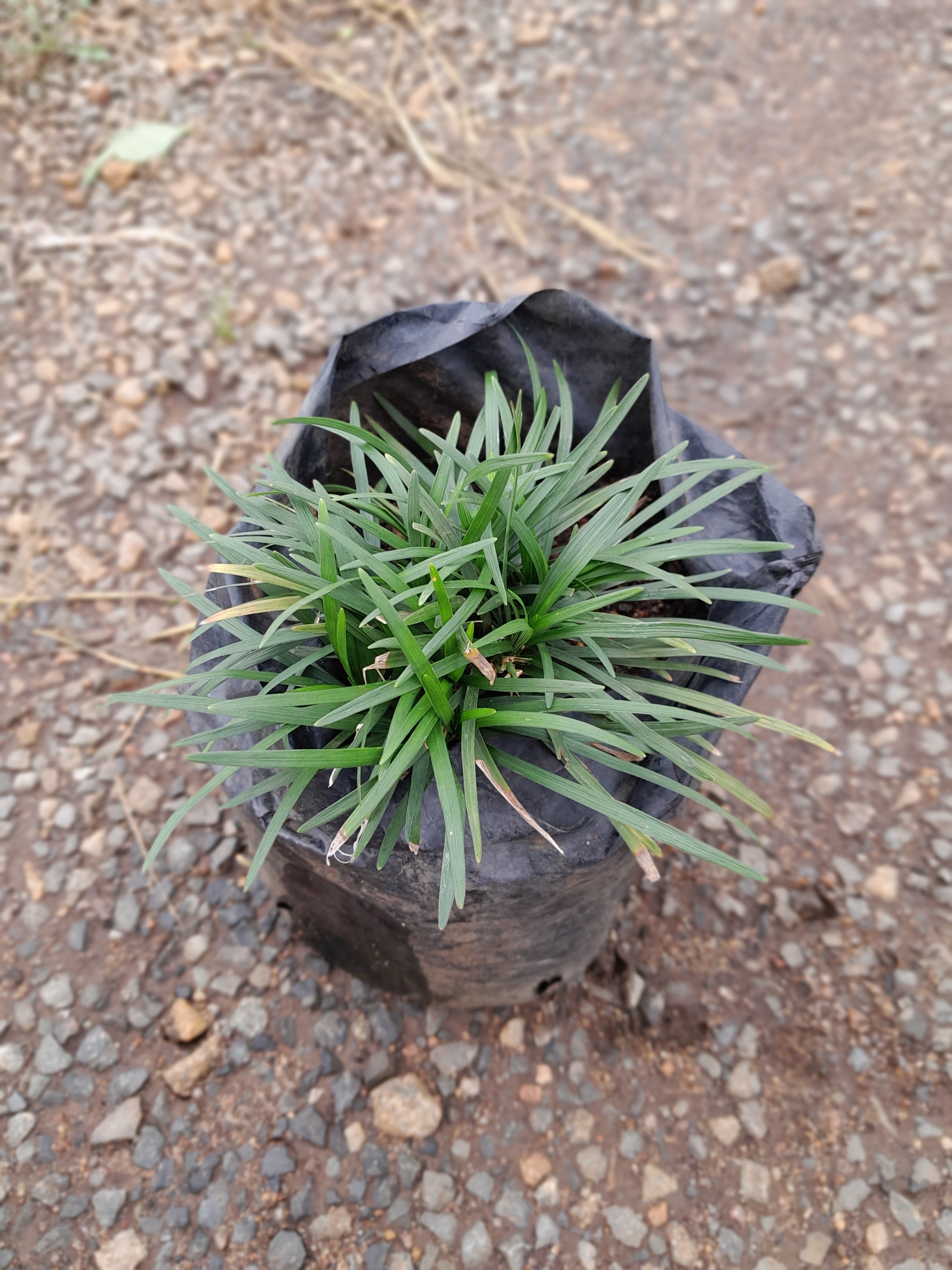 Ophiopogon Kyoto Dwarf - Short Mondo