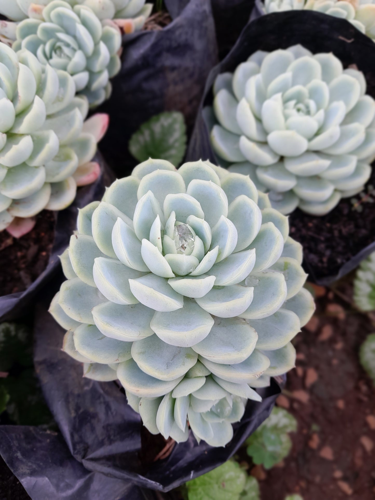 Echeveria Elegance - 2,5L