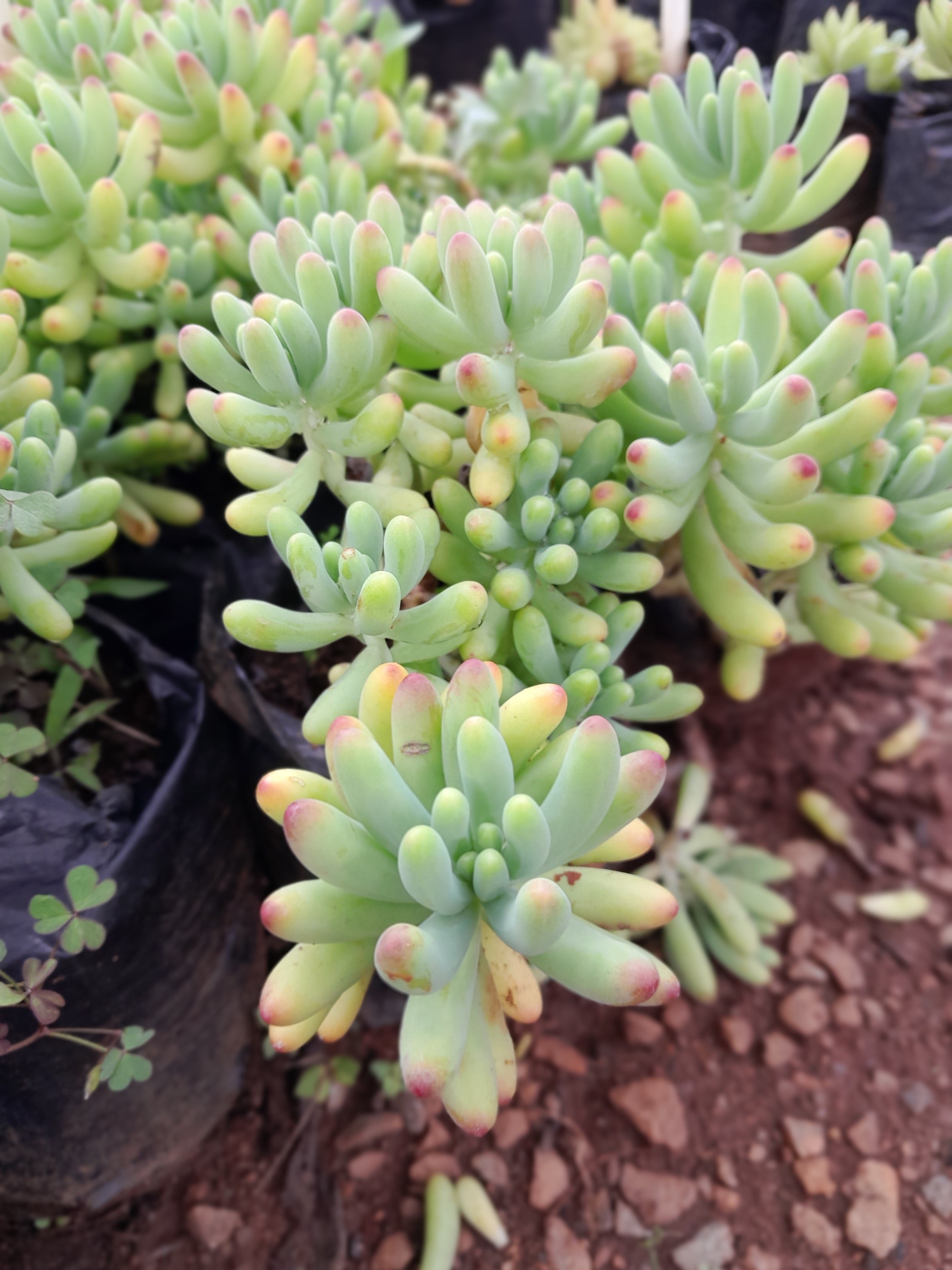 many fingers succulent Sedum pachyphyllum 'Many Fingers' Blue 3L – Schubert Landscapes