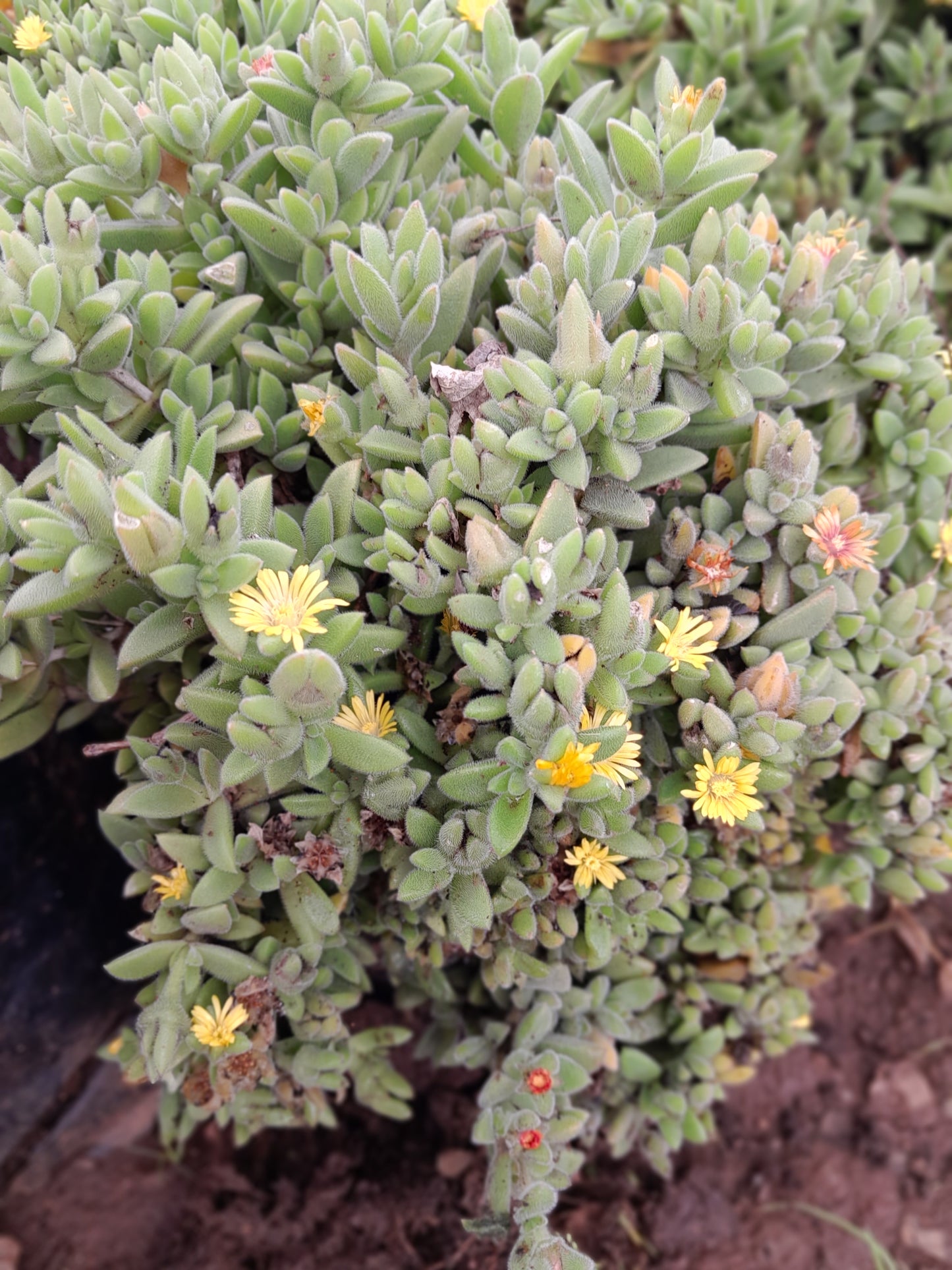 Delosperma Ecklonis - 2,5L