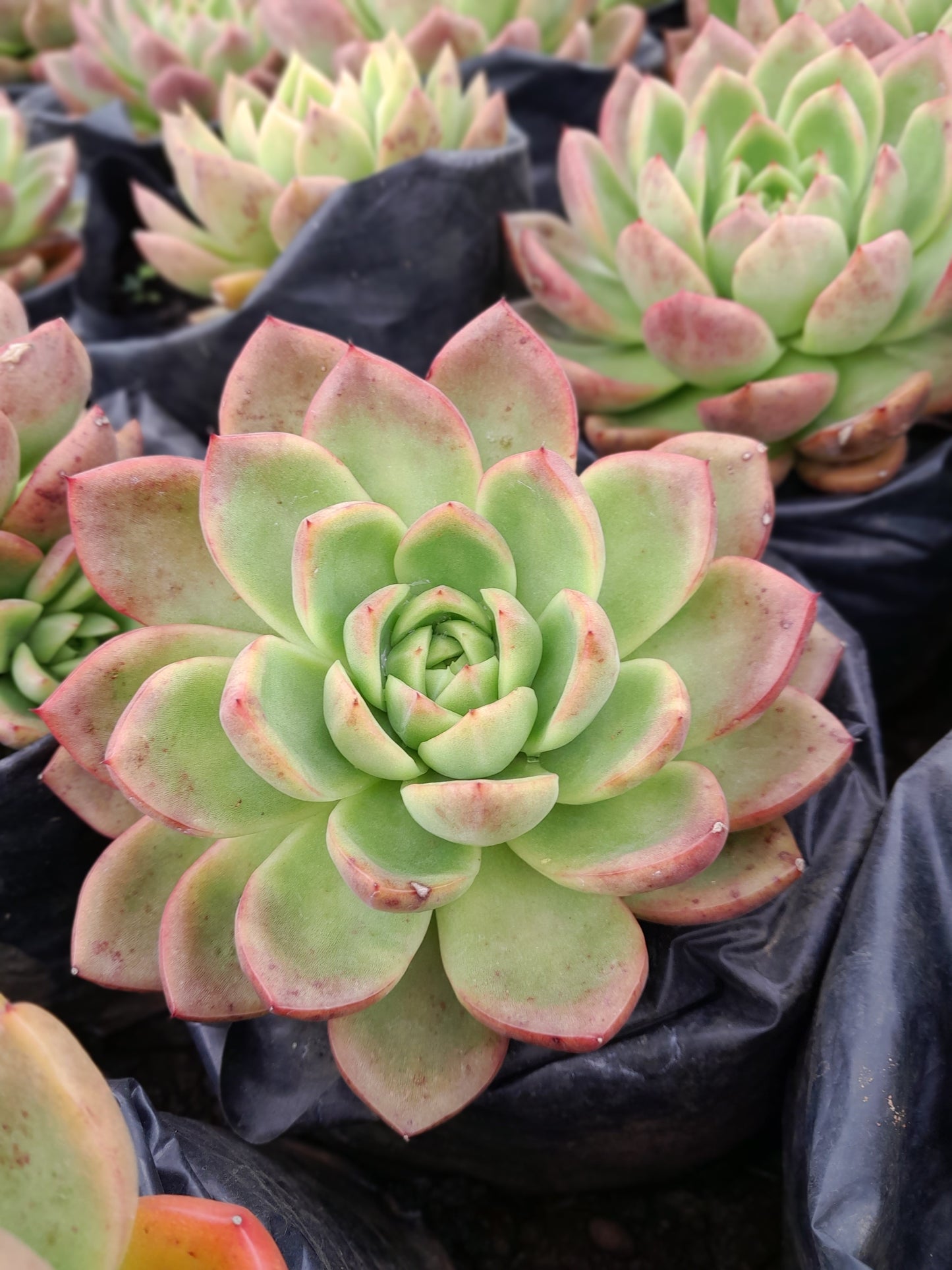 Echeveria Agavoides 'Lipstick' - 2,5L