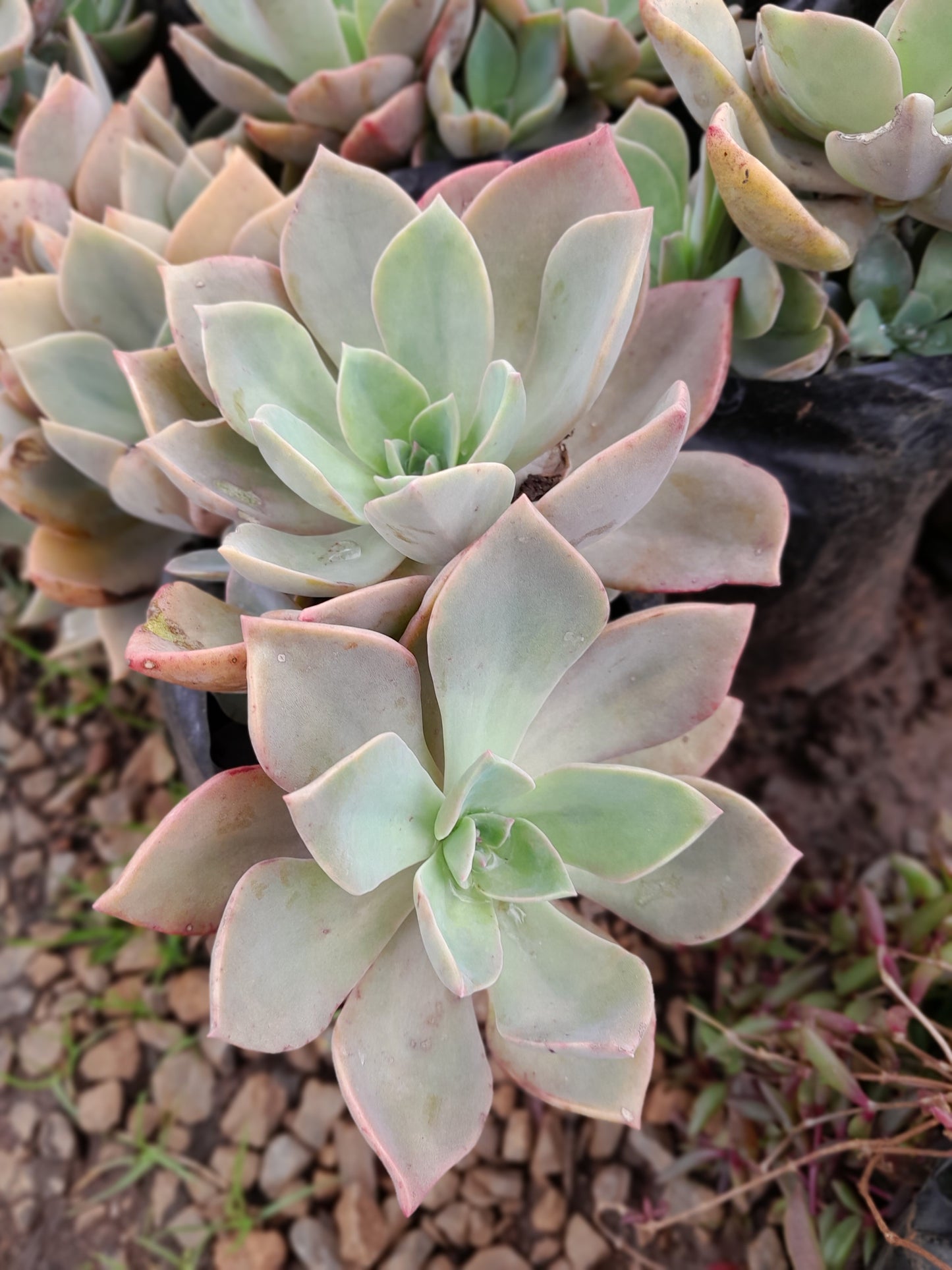 Echeveria Subsessilis 3L