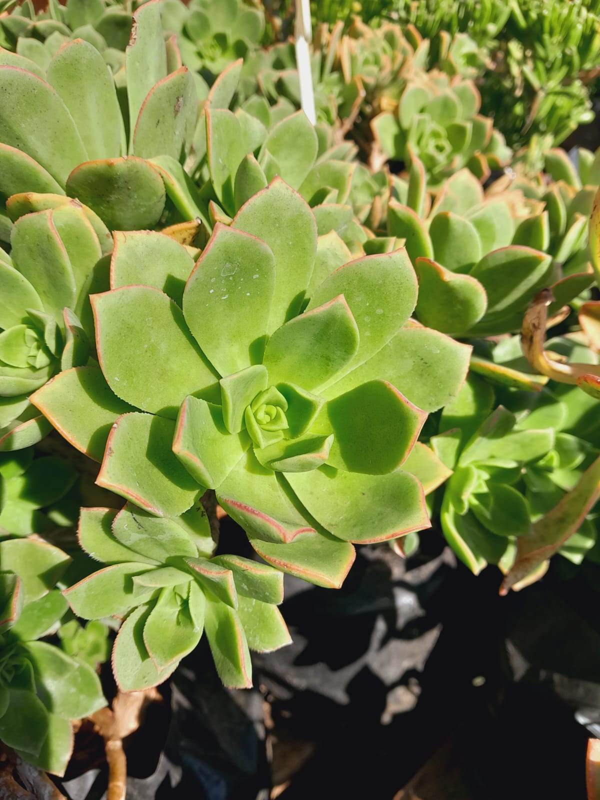 Aeonium Haworthii - Pinwheel 4L – Schubert Landscapes