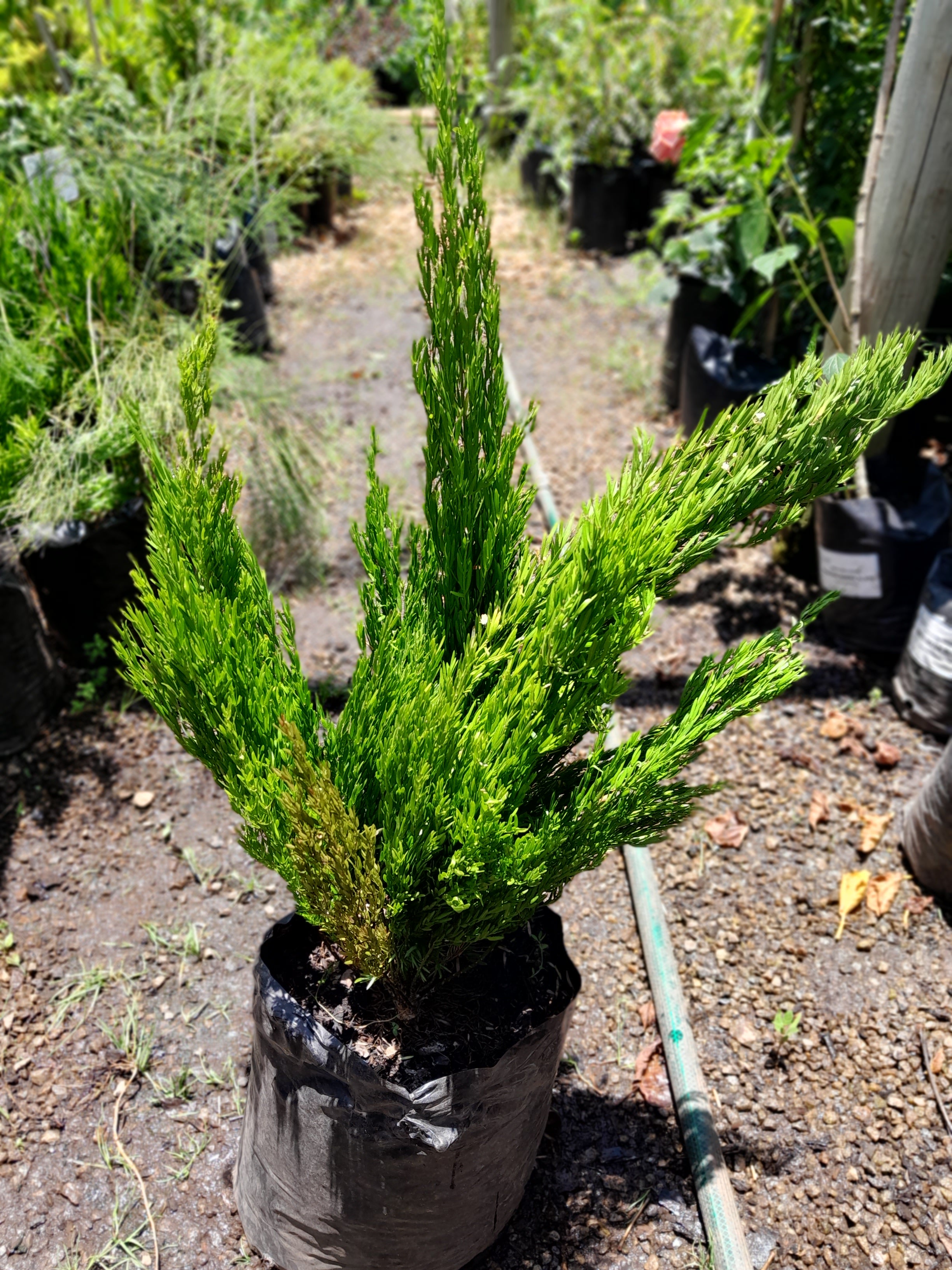 Asparagus Densiflorus Cwebe - ' Red Top ' 10L
