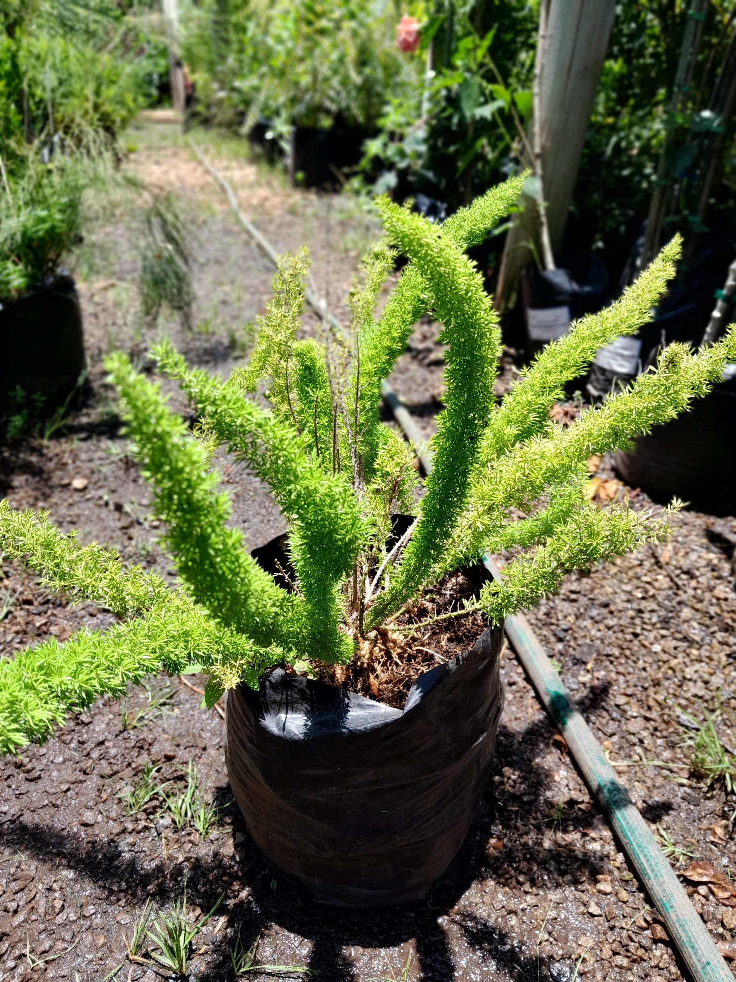 Aparagus Meyeri - Cat's Tail