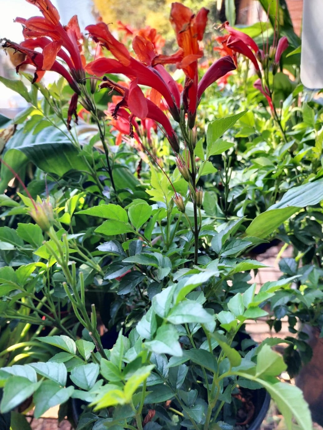 Tecomaria Capensis - Cape Honeysuckle