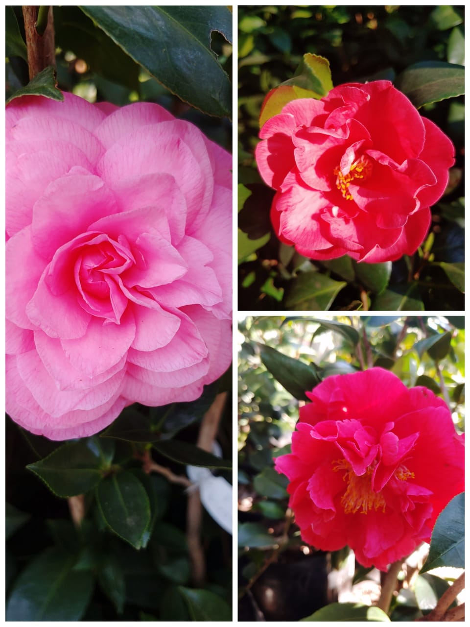 Camellia Japonica - Winter Rose 10L