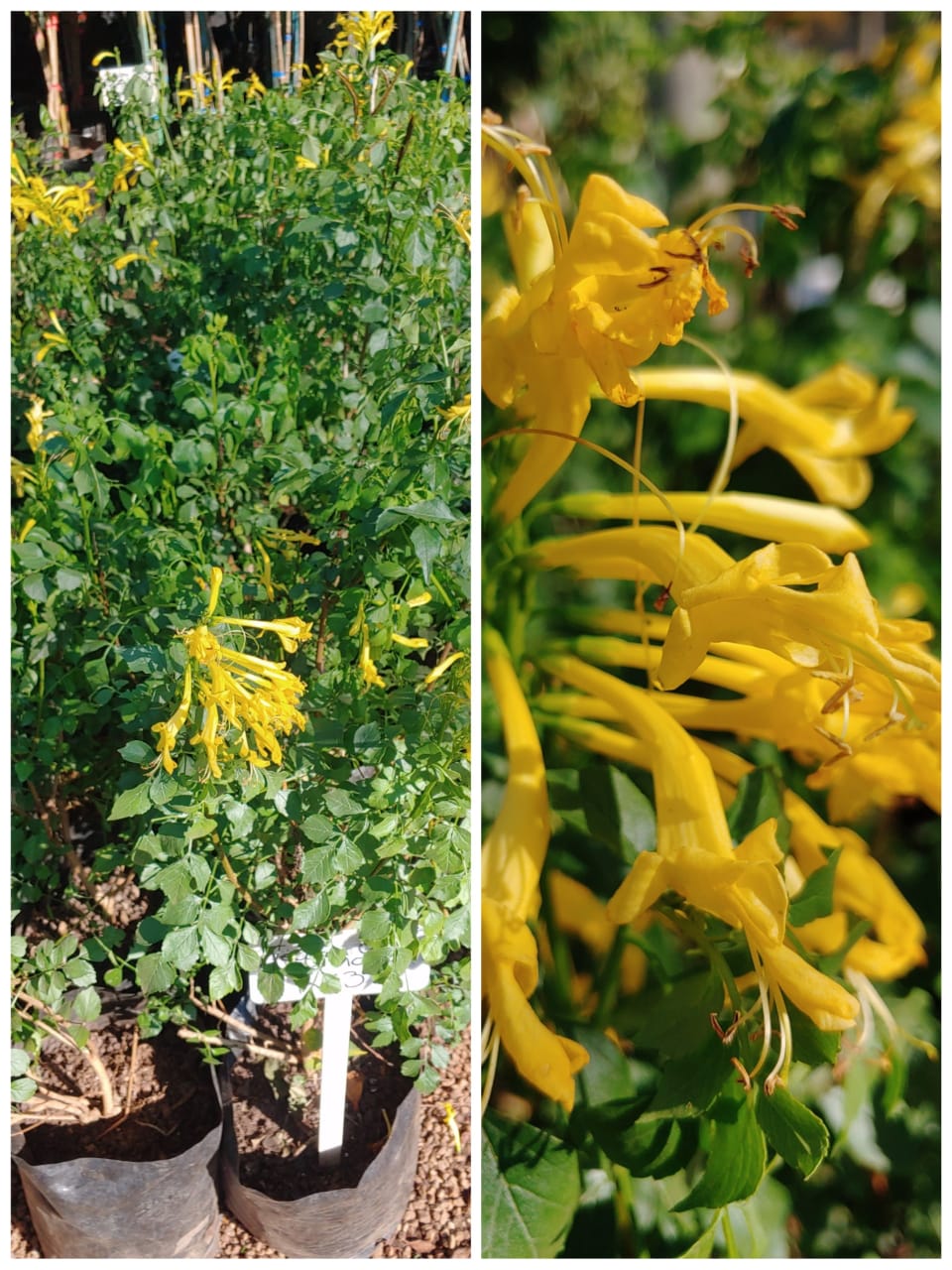 Tecomaria Capensis - Cape Honeysuckle