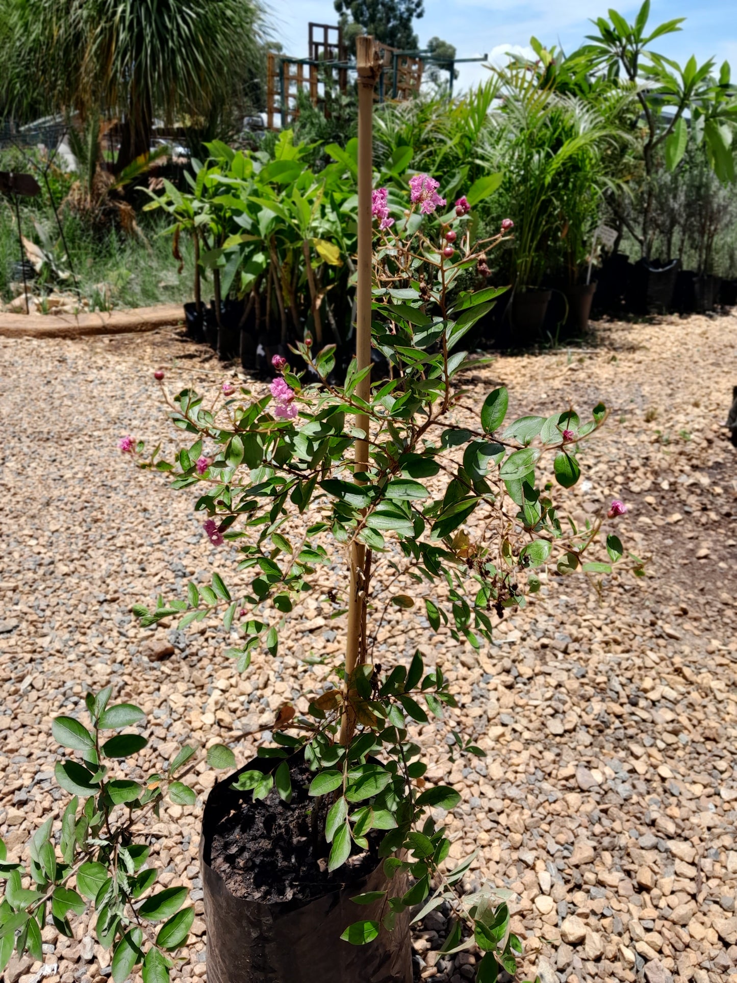 Lagerstroemia Indica Dwarf - Pride of India 10L (Light Pink)