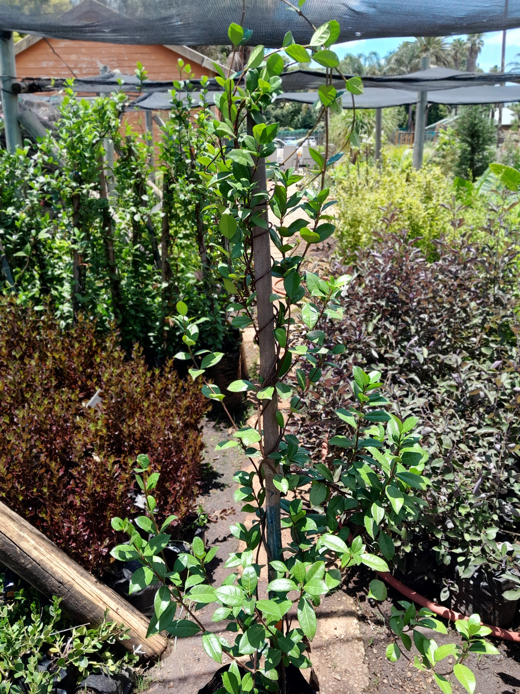 Trachelospermum Jasminoides - Star Jasmine