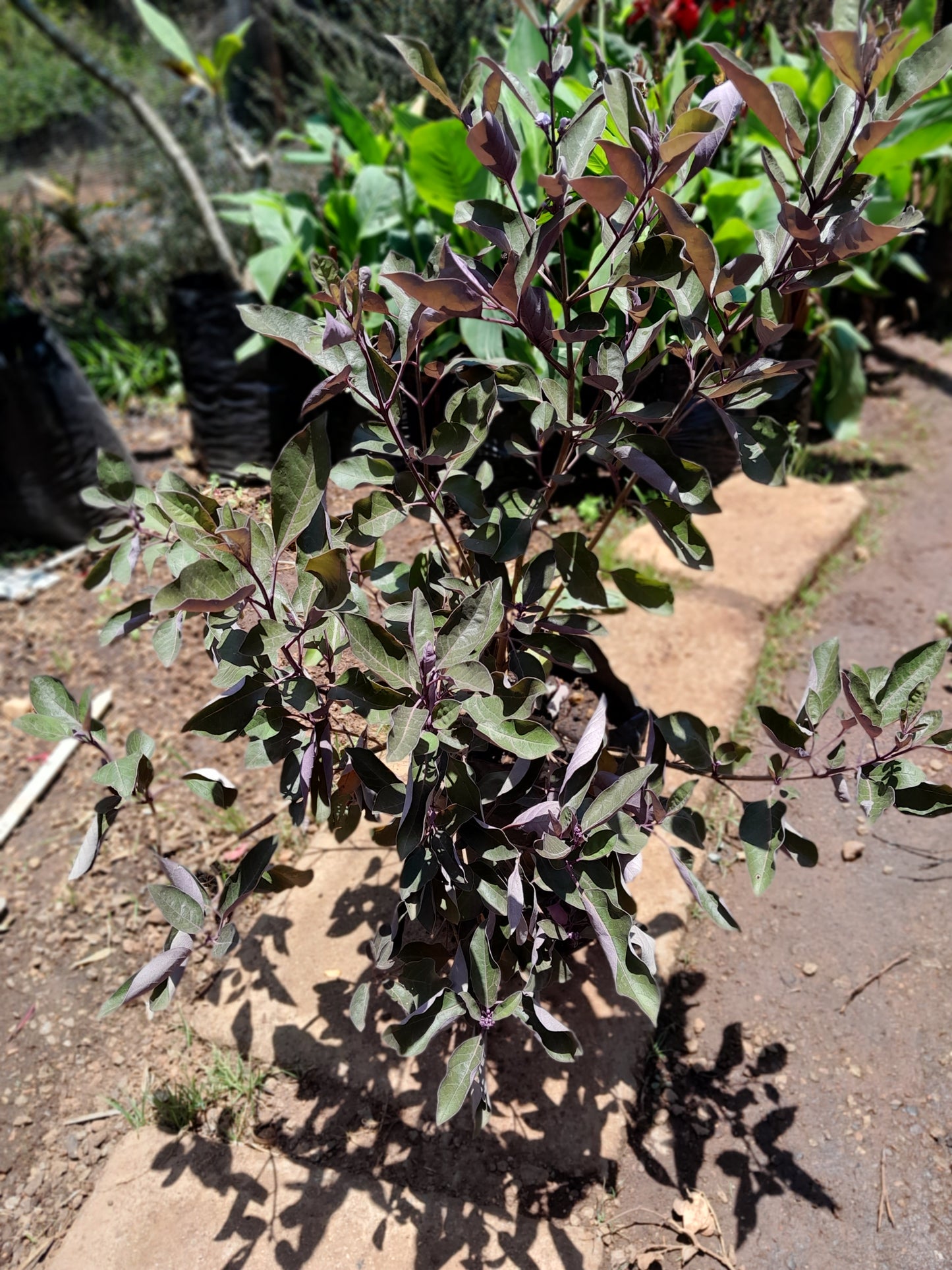 Vitex Trifolia Purpurea - 10L